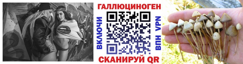 Псилоцибиновые грибы Psilocybe  Купить где  Мещовск 